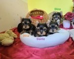Mini Jorkširski terijeri jorki, štenci